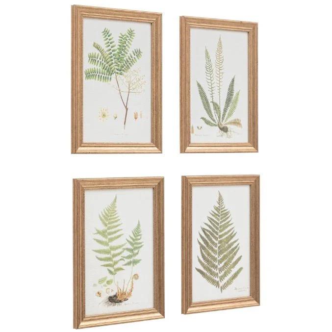 Assorted Ferns - Set of 4 - Image 4