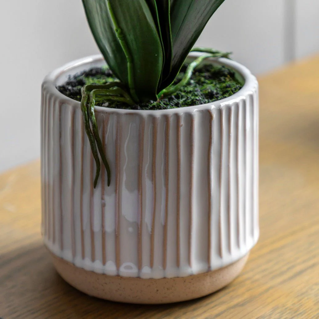 Cream Orchid in White Ceramic Pot - Large - Image 4