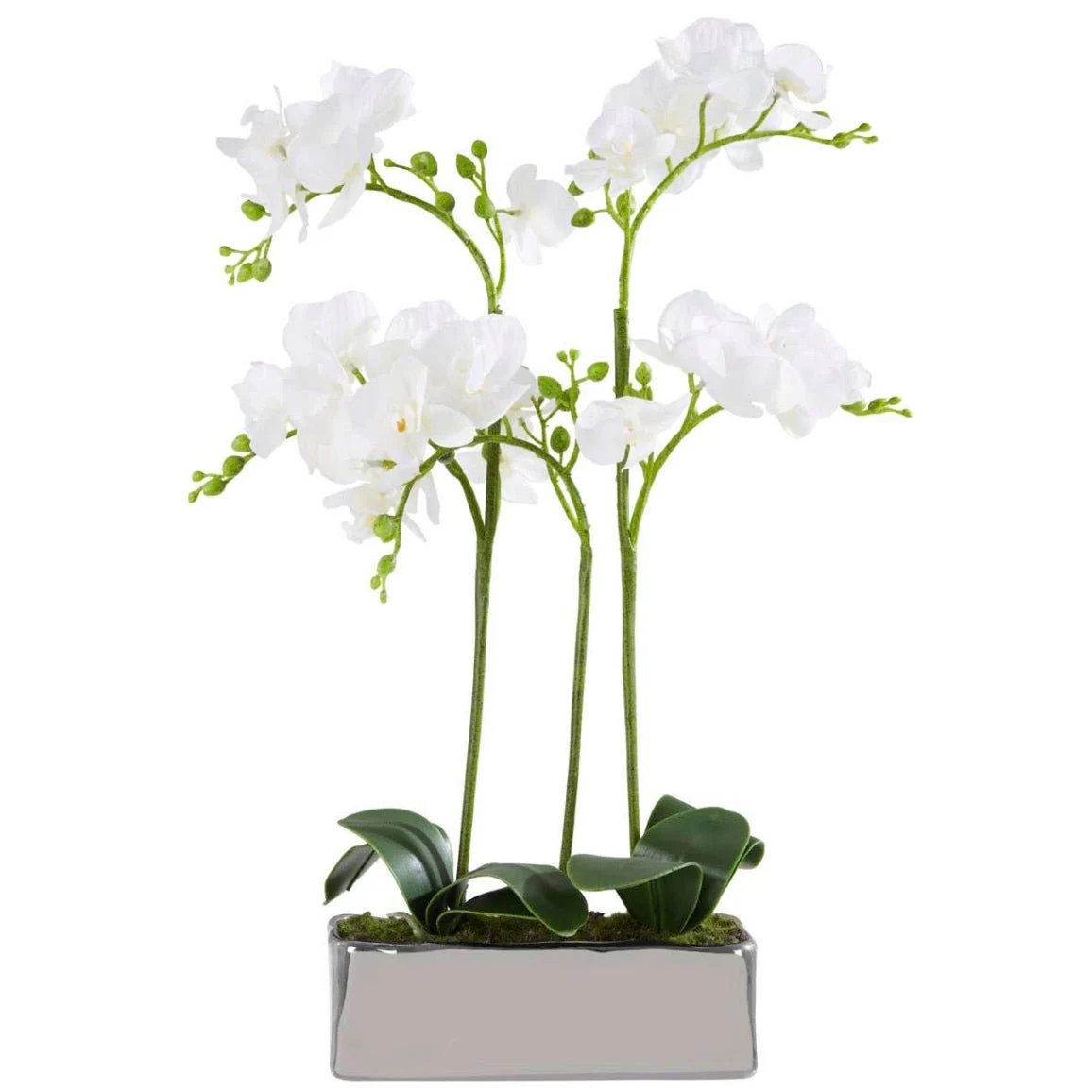 Fiori White Orchid Plant in Rectangular Pot - Image 2