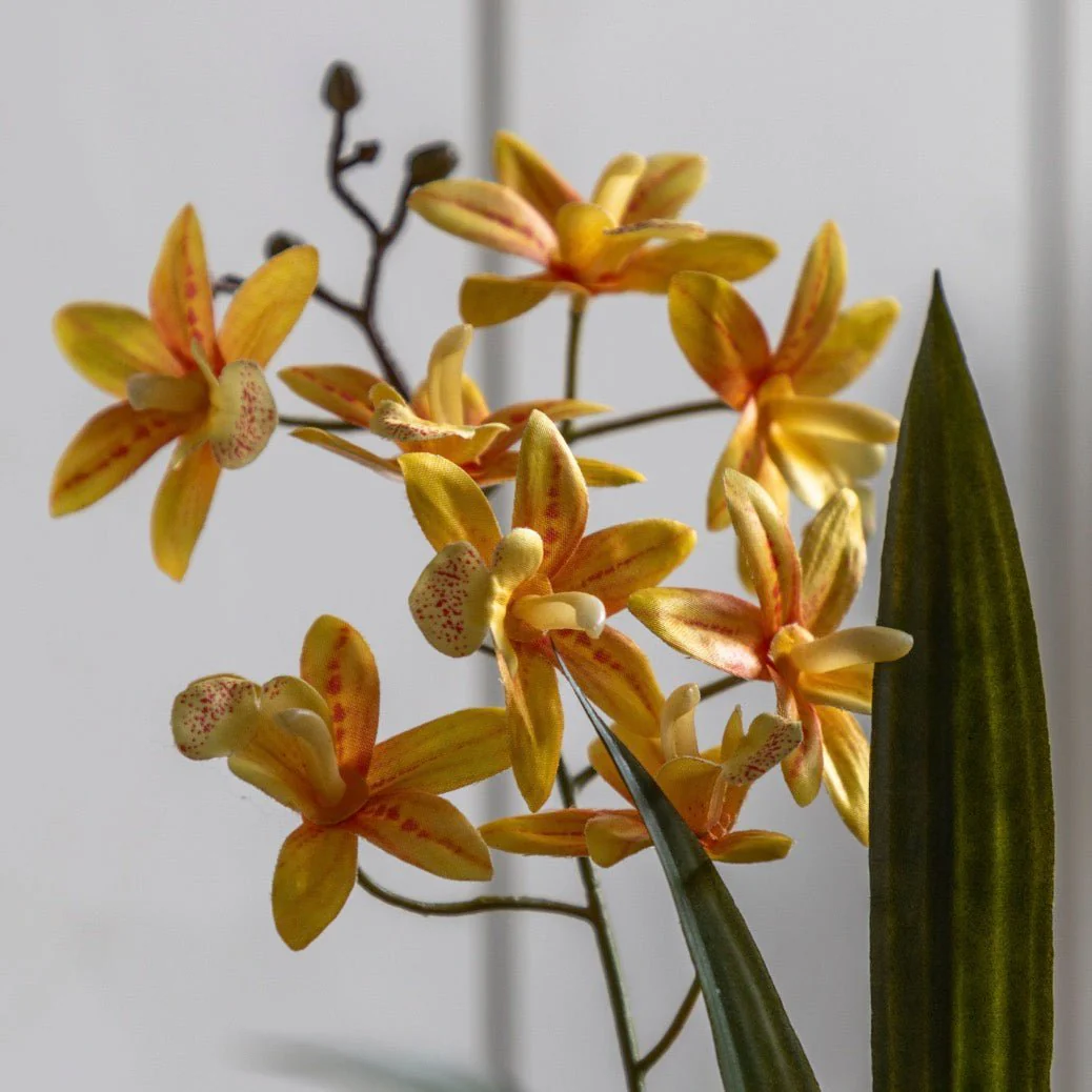 Yellow & Orange Orchid in White Ceramic Pot - Image 3